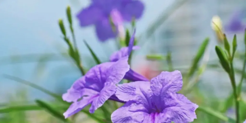 Mexican Petunia for gardens