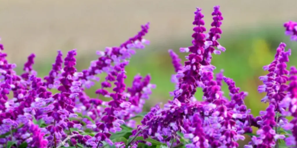 Mexican Bush Sage for gardens