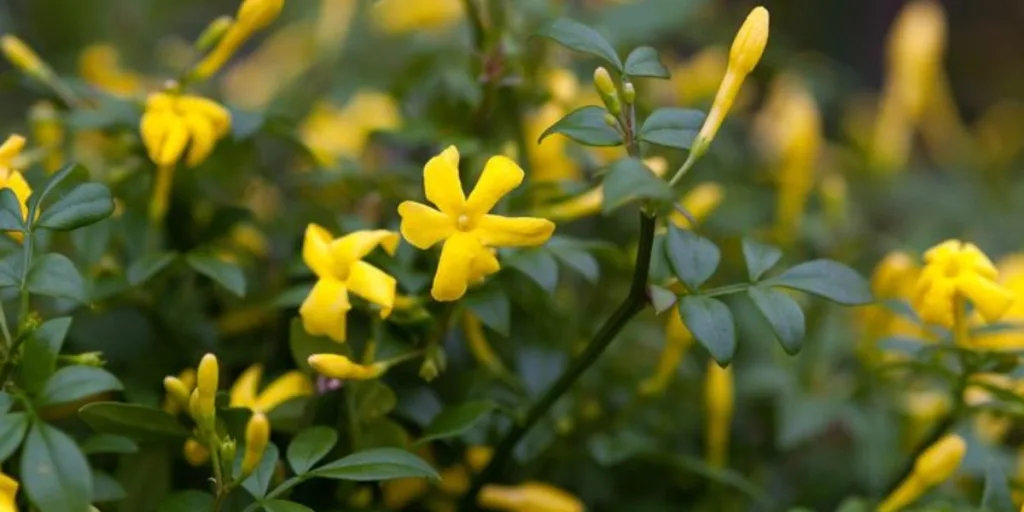 Yellow jasmine for gardens
