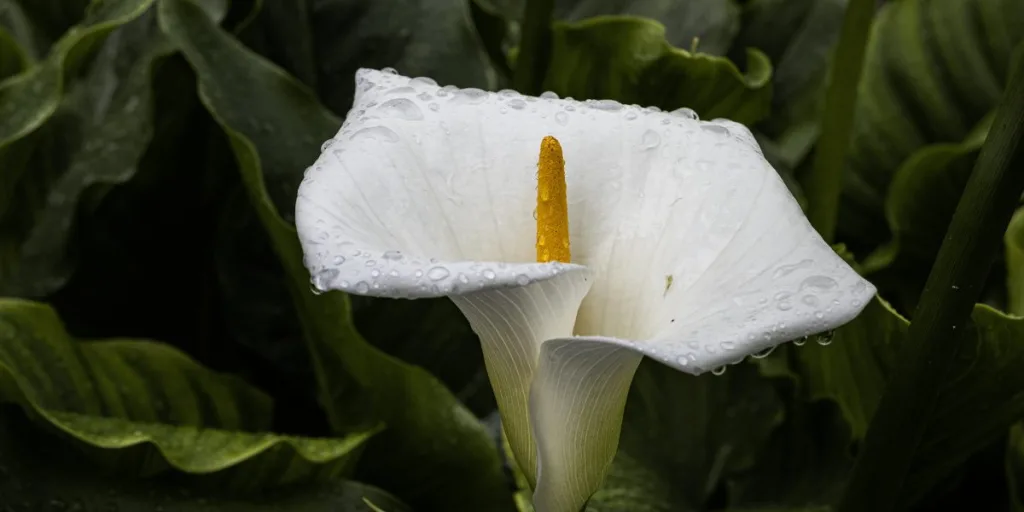 Calla lilies for gardens