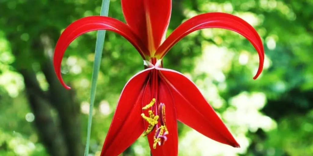 Aztec Lilly for gardens