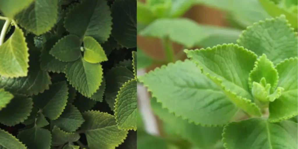 Caring for a mint plant at home