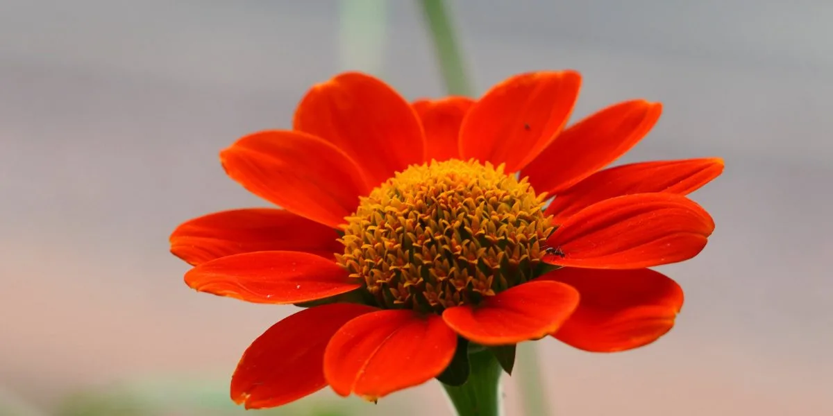 Mexican sunflower uses