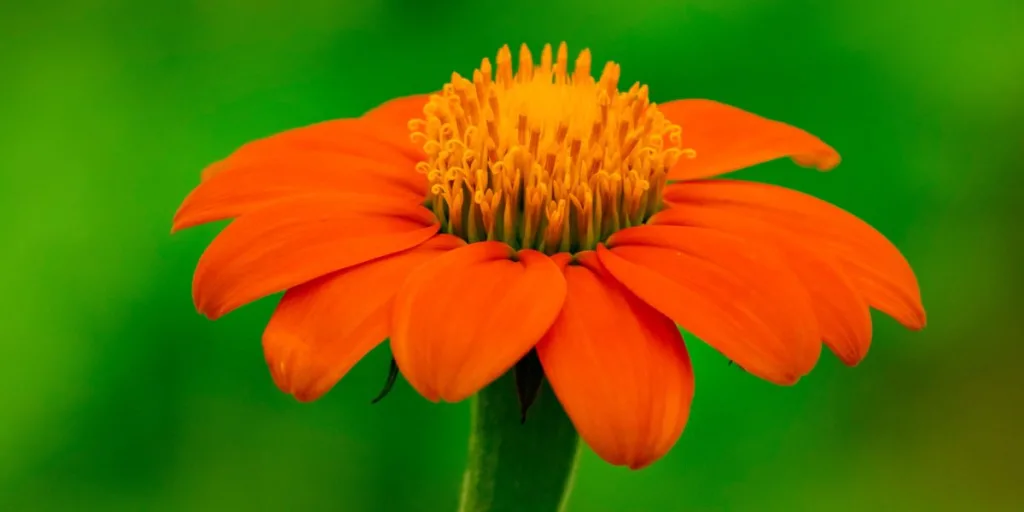 Mexican sunflower uses