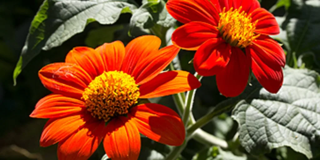 Mexican sunflower uses