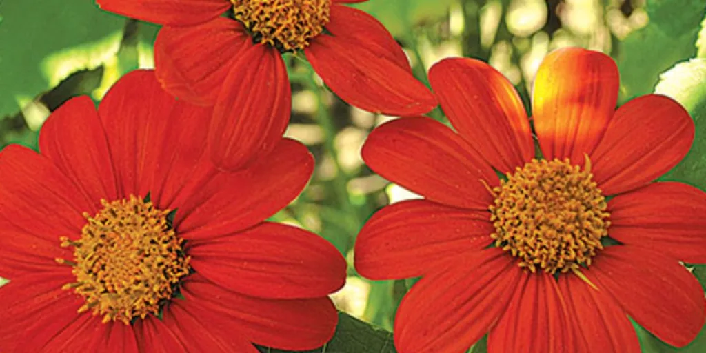 Tithonia diversifolia