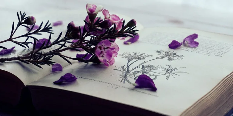 Flowers That Grow in Mexico