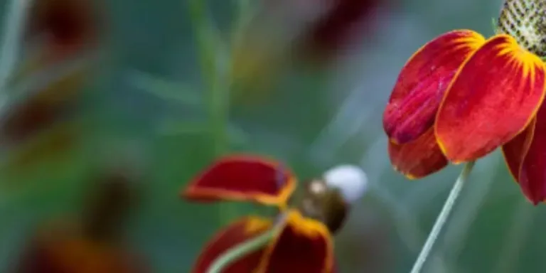 Mexican Hat Flower Leaves