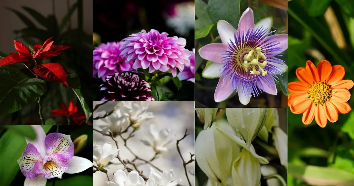 Flowers Native to Mexico