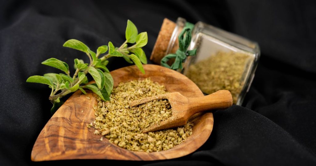 How to care for Mexican oregano flowers