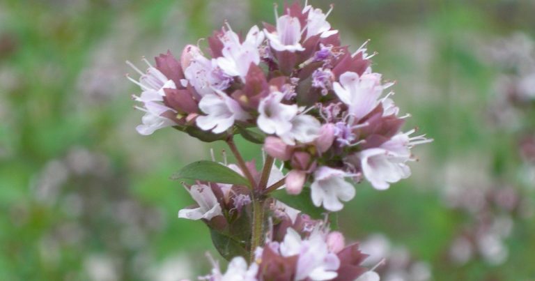 Mexican oregano flowers