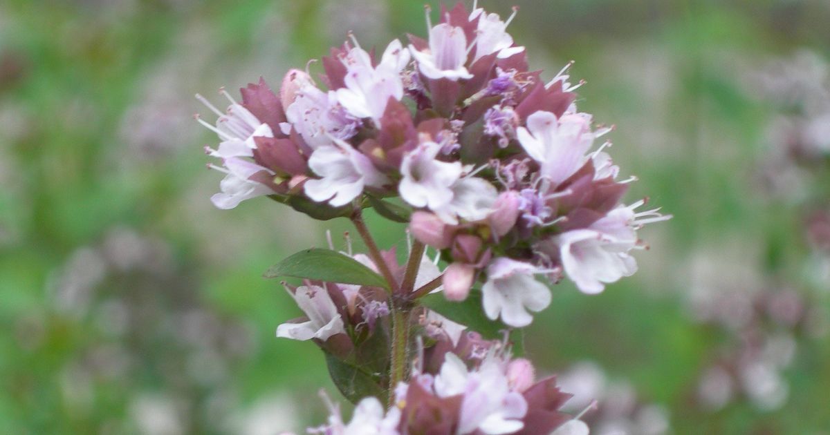 Mexican oregano flowers