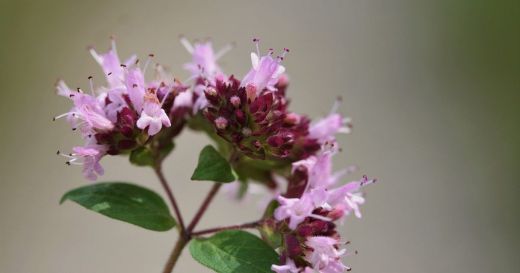Mexican oregano flowers