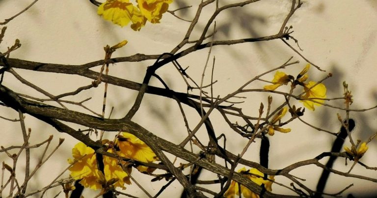 Mexican Yellow Flower Bush