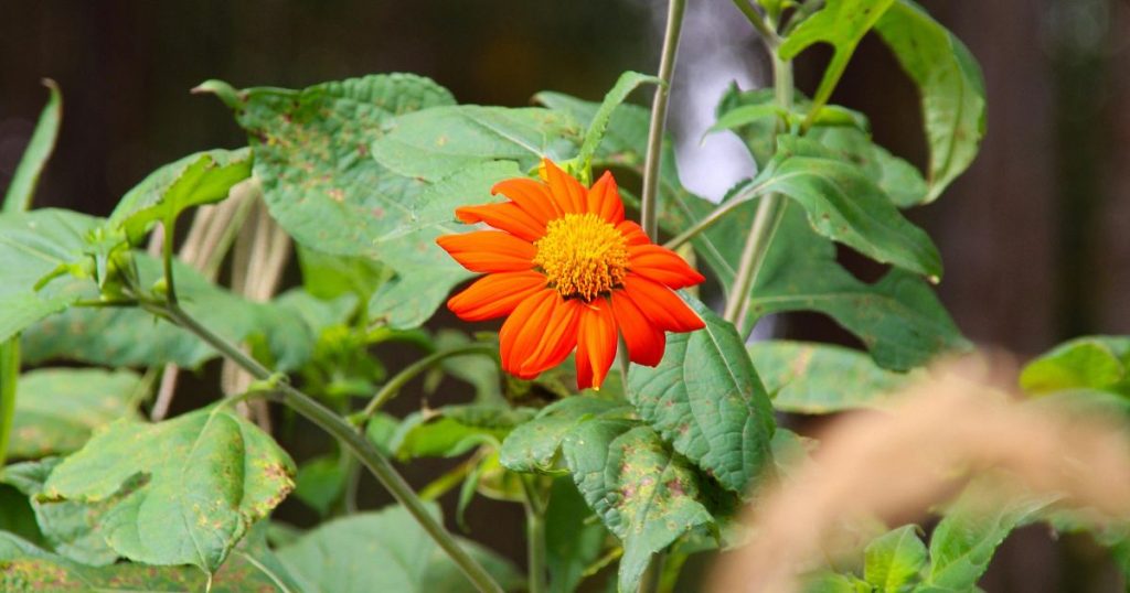 are mexican sunflowers invasive