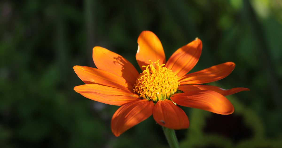 are mexican sunflowers invasive