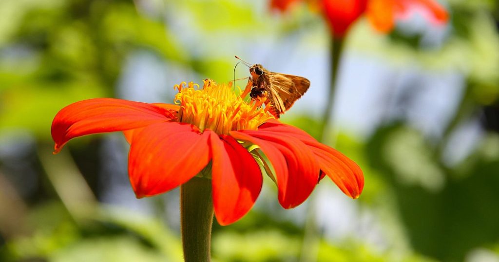 Tithonia diversifolia,