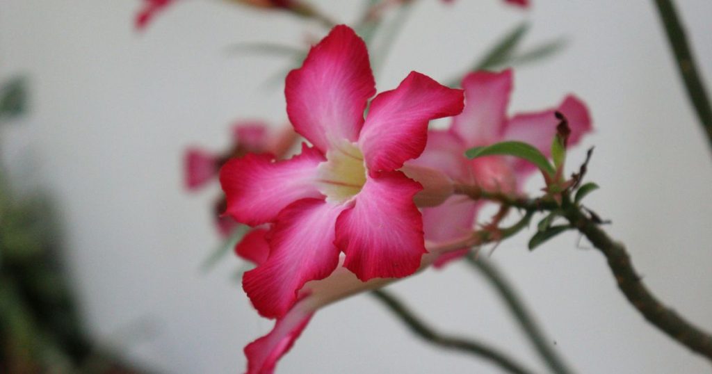 Desert Rose Flowering Season