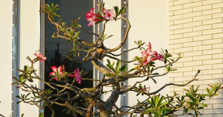 Mexican desert rose flower