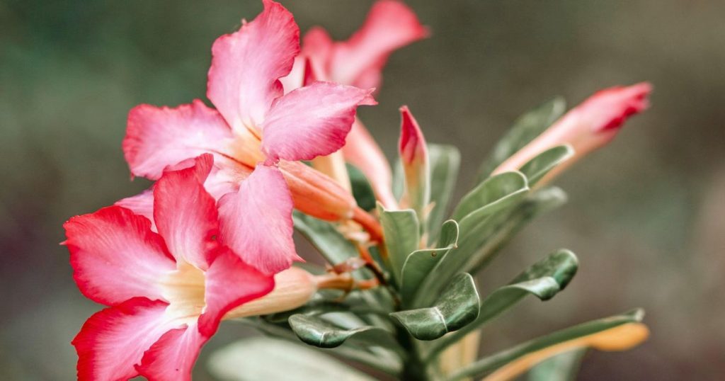 Mexican desert rose flower