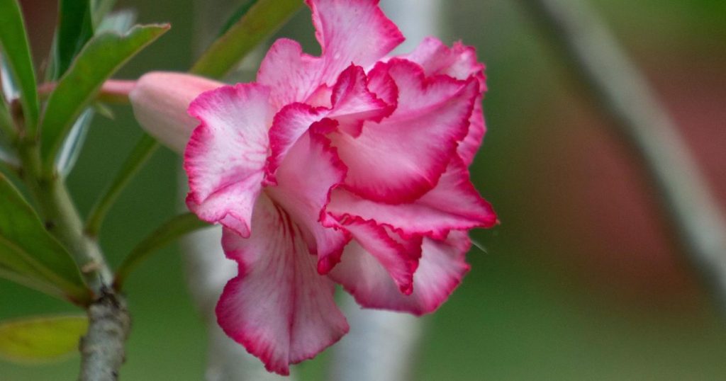 How to reproduce the desert flower?