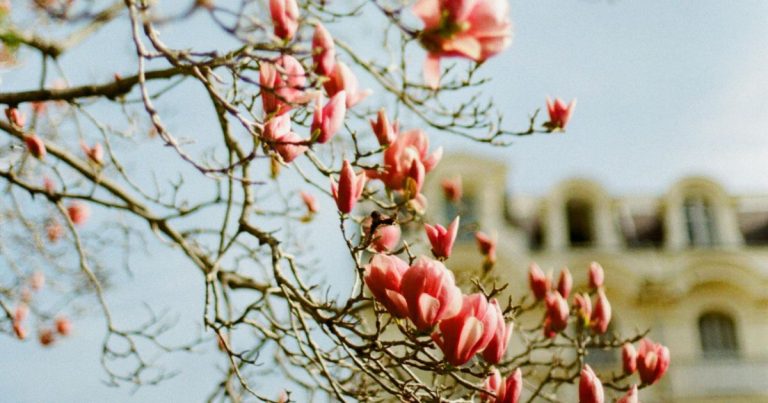 Rare Mexican Flowers